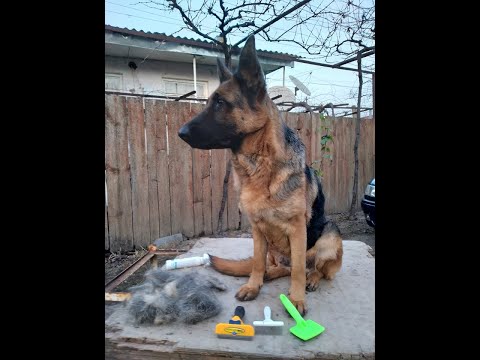 German Shepherd Linda-გერმანული ნაგაზი ლინდა